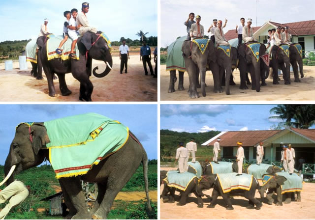 Elephant Park