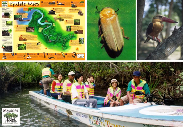 Mangrove Discovery Tour