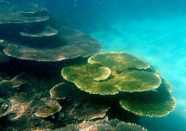 Snorkeling at Mapur Island
