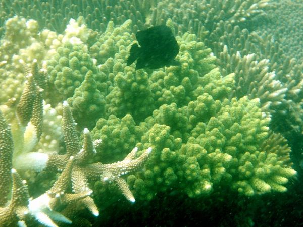 Snorkeling at Mapur Island