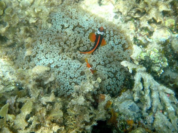 Snorkeling at Mapur Island