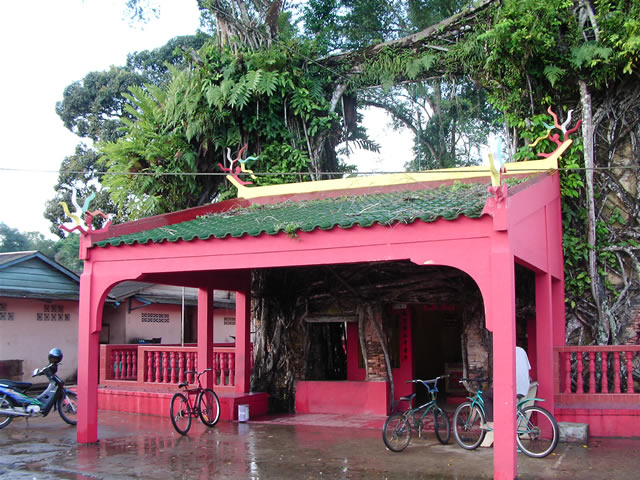 Banyan Tree Temple @ Senggarang Island      