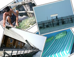 2D1N Kellong Elly Bintan Fishing Package