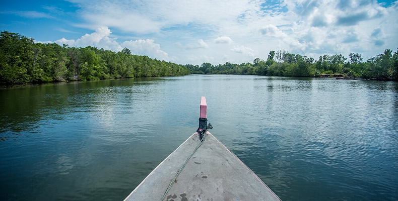 Mangrove or Fireflies Tour