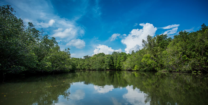 Mangrove or Fireflies Tour