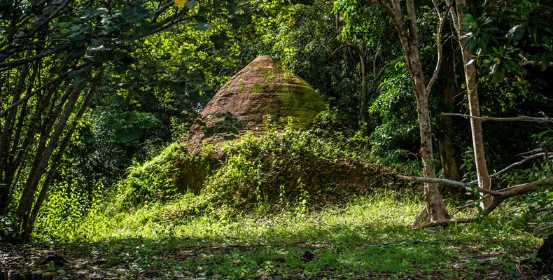 Mangrove or Fireflies Tour