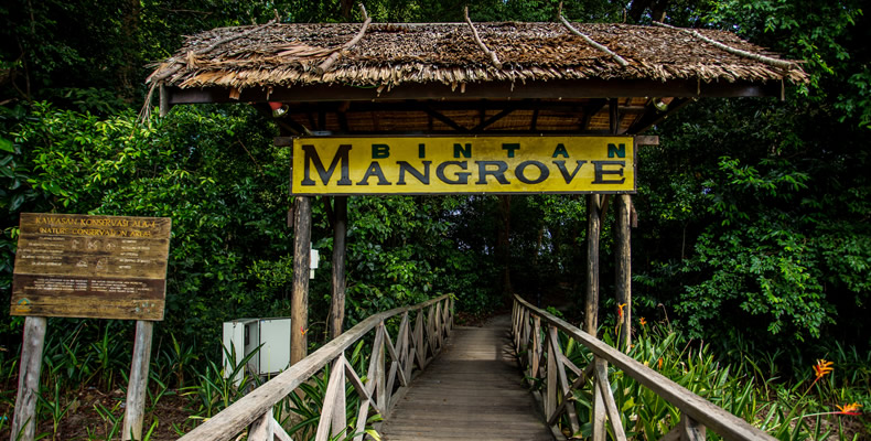 Mangrove or Fireflies Tour