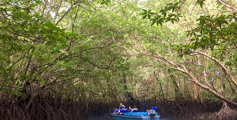 Mangrove or Fireflies Tour with Seafood Meals